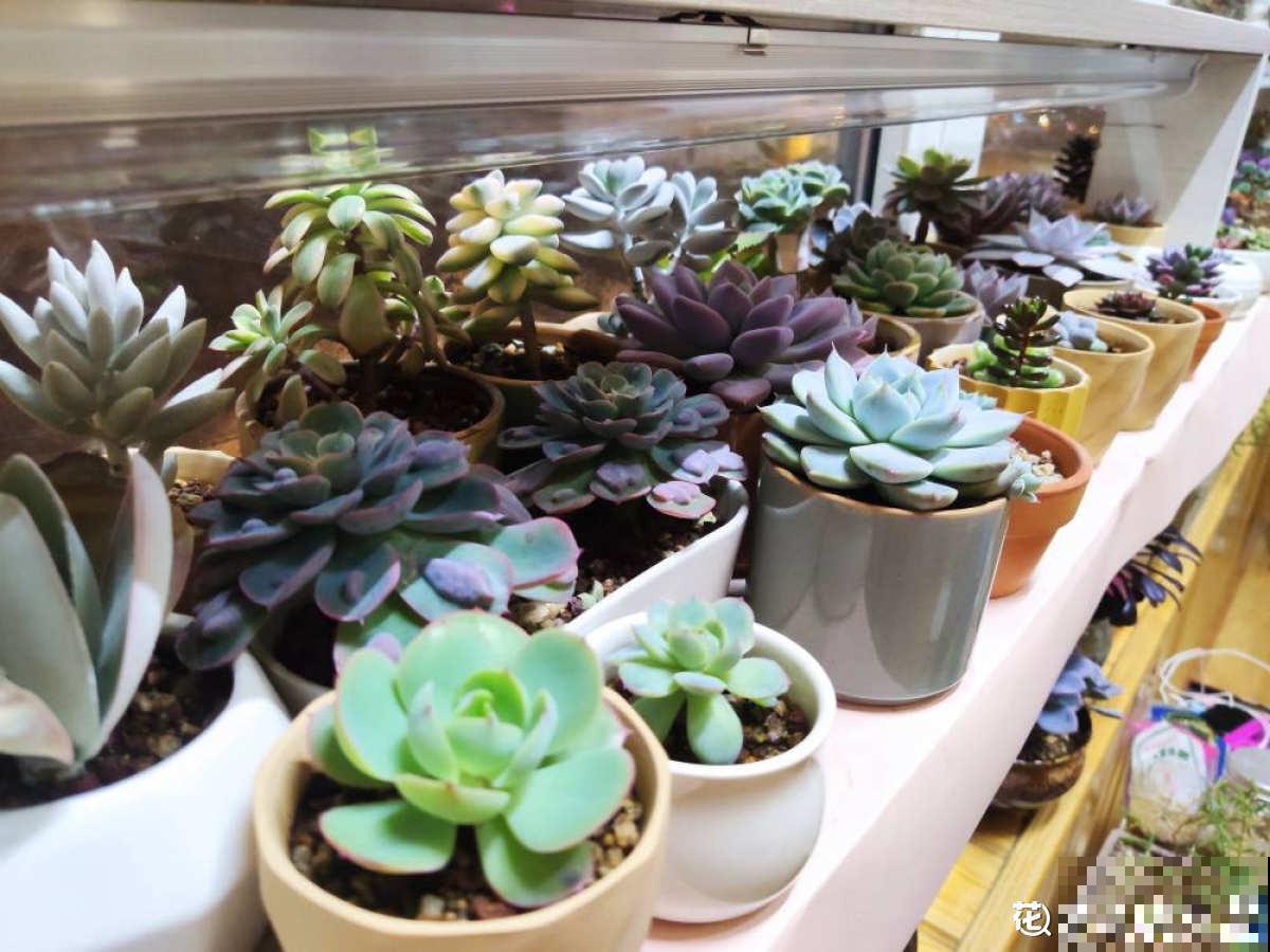 夏天浇水难，多浇少浇都不行，掌握3“不要”，植物还能继续长