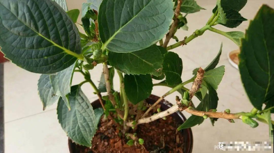 难养活的8种花，在家里养不好，扔门口反而呼呼开花