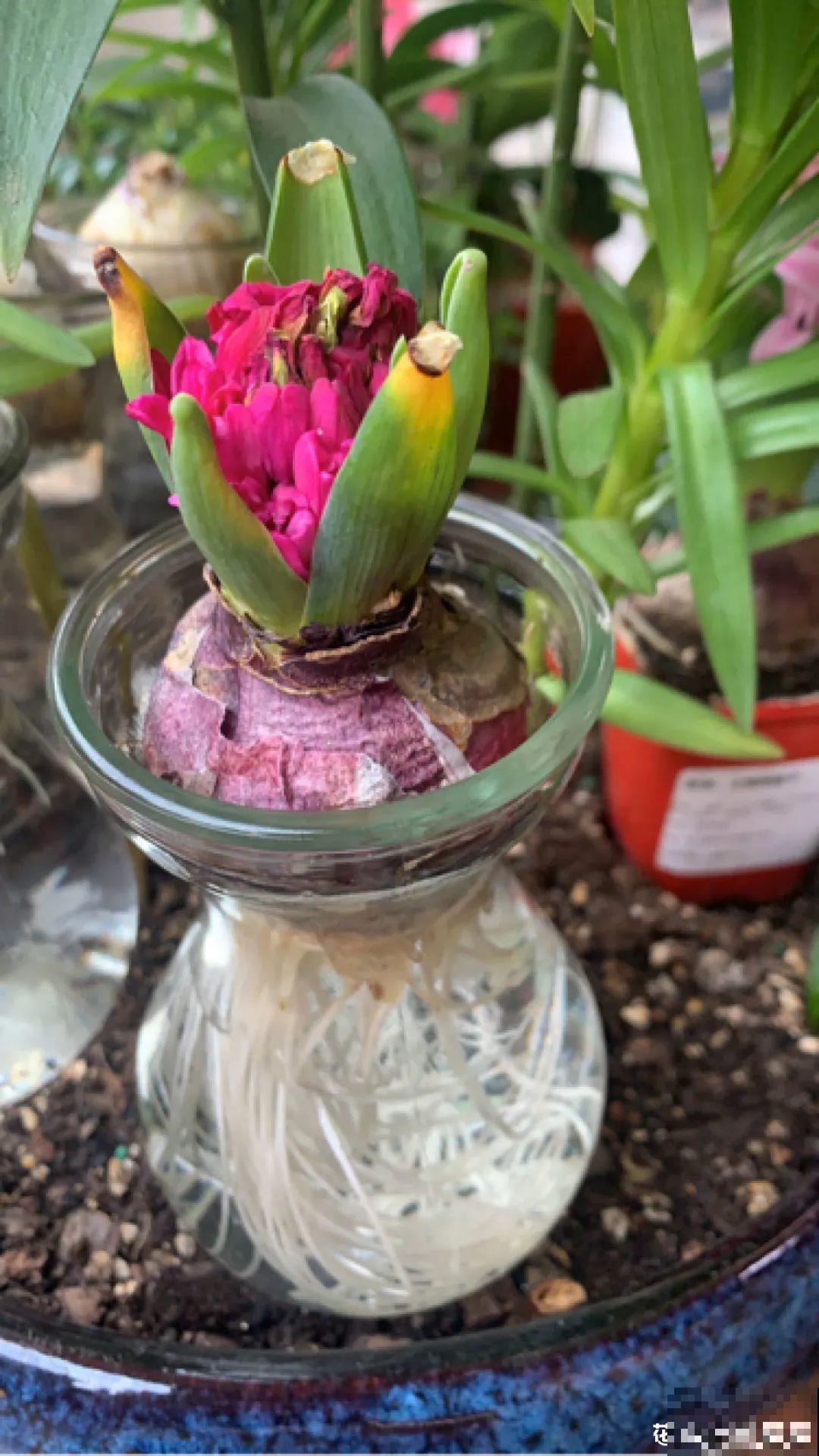 土里种个“洋葱球”,开出美艳花,香味飘满屋 土里种个“洋葱球”,开出美艳花,香味飘满屋