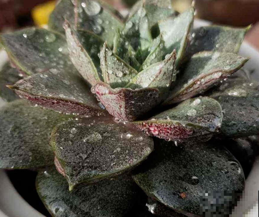 多肉品种那么多，适合露养的也就这几种，赶紧列为首选！