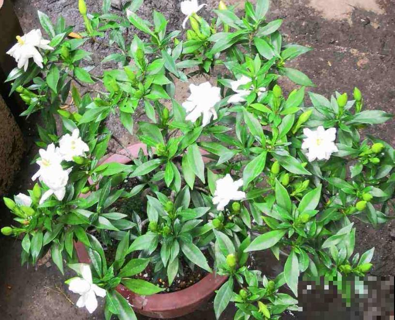 4种花容易“缺铁”，黄叶子、长不大，越养越差劲