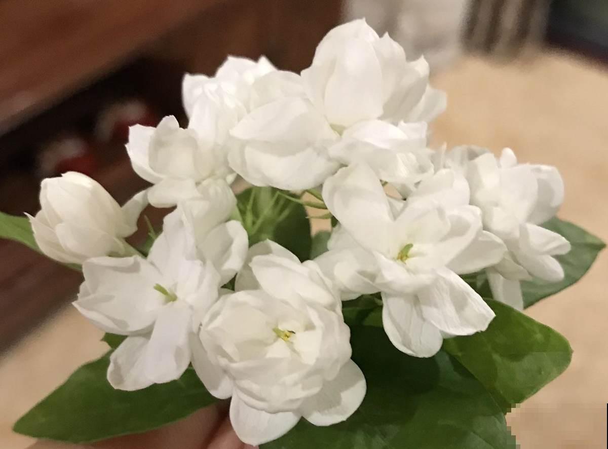 茉莉黄叶落叶怎么办？教你轻松养茉莉，重新繁茂