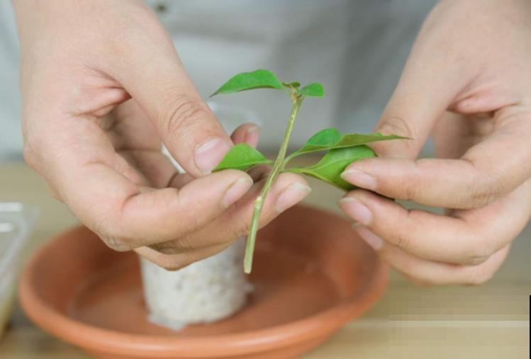 6月份扦插，选好合适的植物品种，沾土、泡水都能活