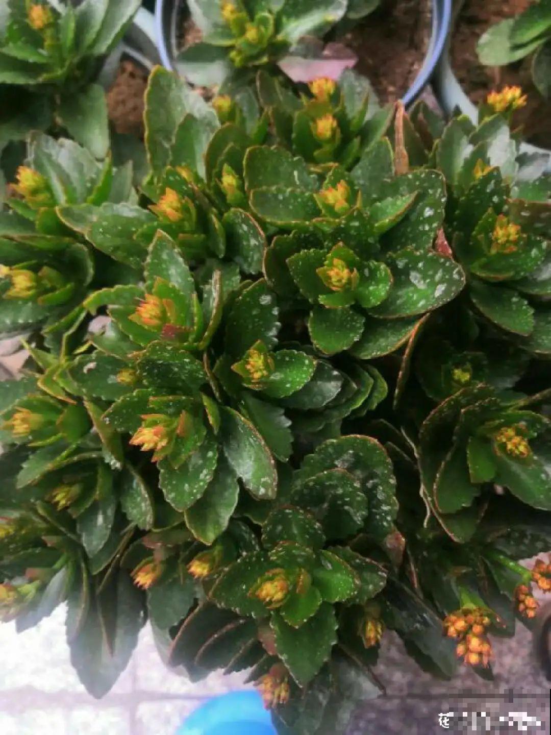 初秋8种花不能剪，轻则不开花，严重可能剩空盆