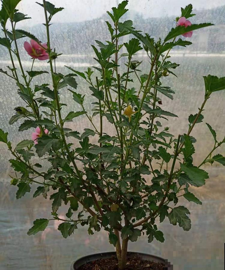 盘点！我国的市花，你听过几个？