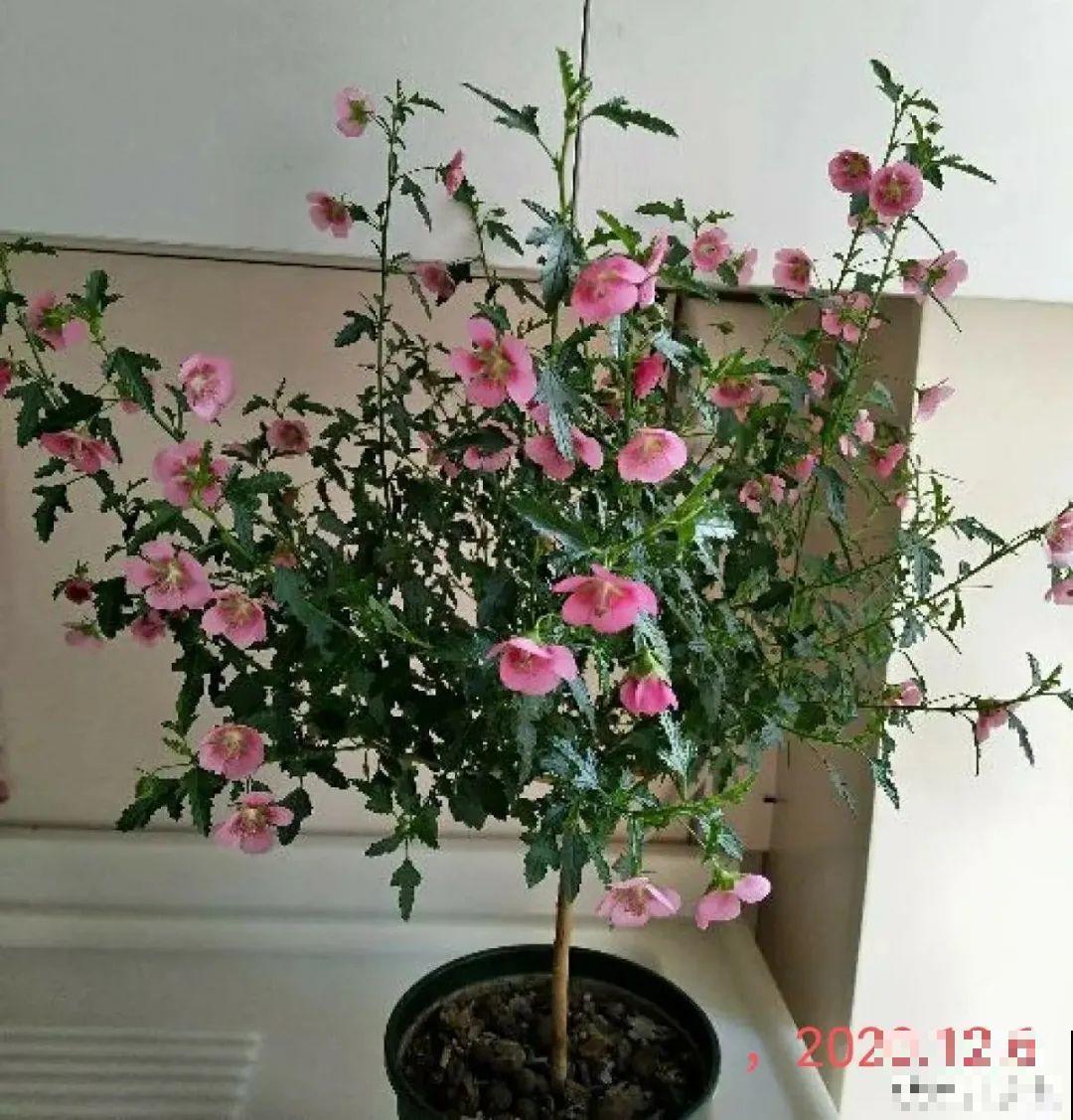 养花大神的爆花技巧，我给大家偷来了，赶紧学