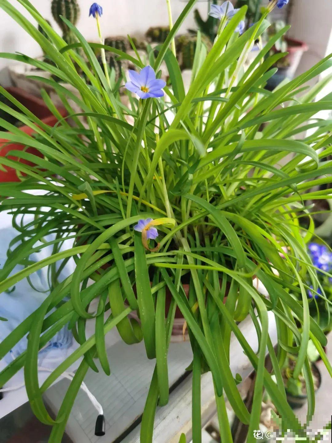 现在适合种11种花，耐寒好养活，呼呼开花爆盆