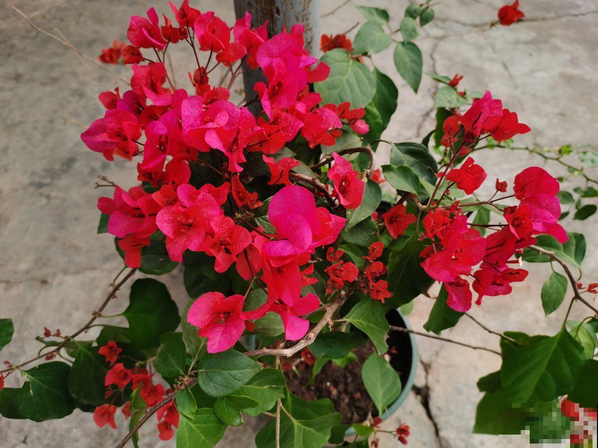 耐旱皮实的三角梅，一年能开大半年，真怕累坏它