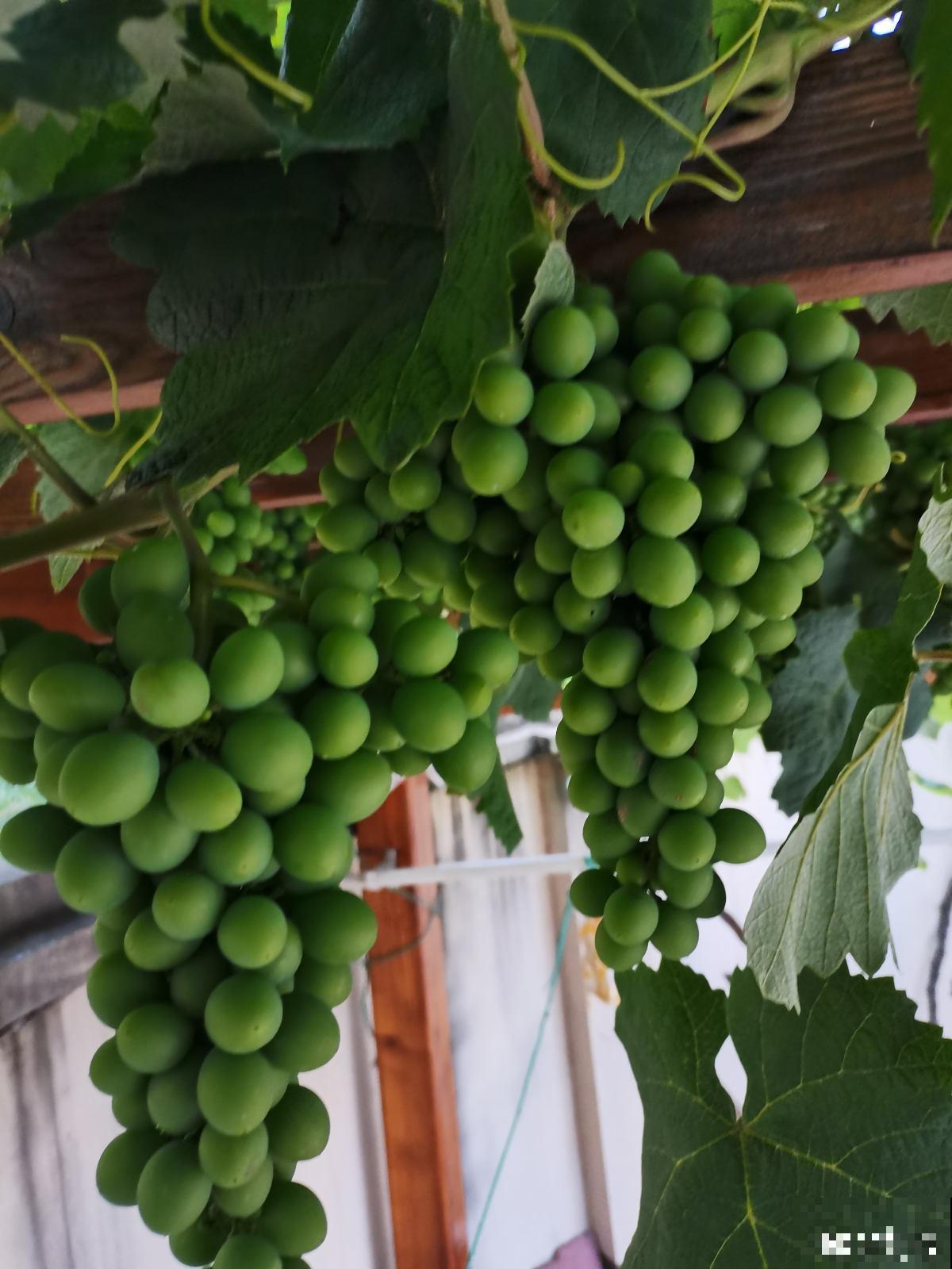 一棵葡萄树，做成天然遮阴棚，养殖省力又好打理