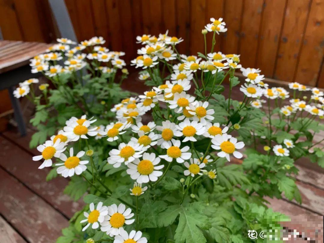 10种花并不是一次性,掌握养护要点,还能复花 10种花并不是一次性,掌握养护要点,还能复花