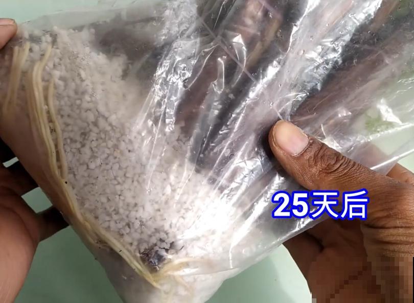 立秋后，7种花要扦插，满盆开花结果子