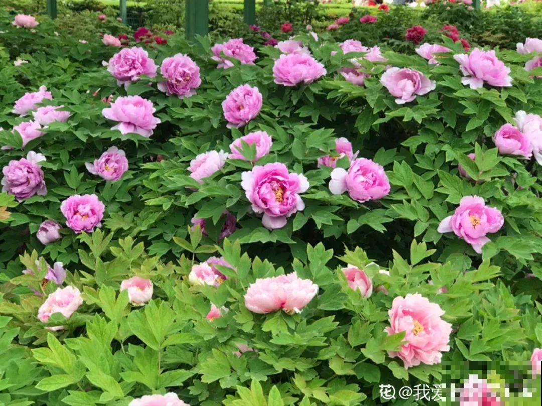 8种花夏天不能买,买回来就死,白浪费钱 8种花夏天不能买,买回来就死,白浪费钱