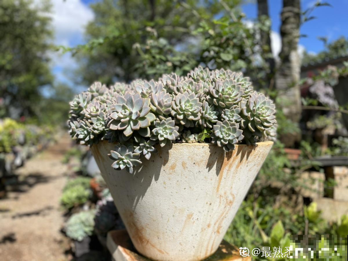 雨季多肉，烂根化水没得救，注意4点，多肉雨季变“平安季”