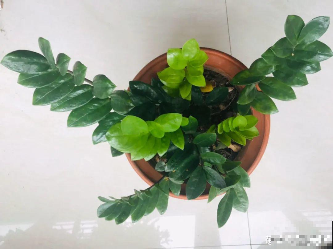 7种花，立秋后换盆，秋冬才能越养越好