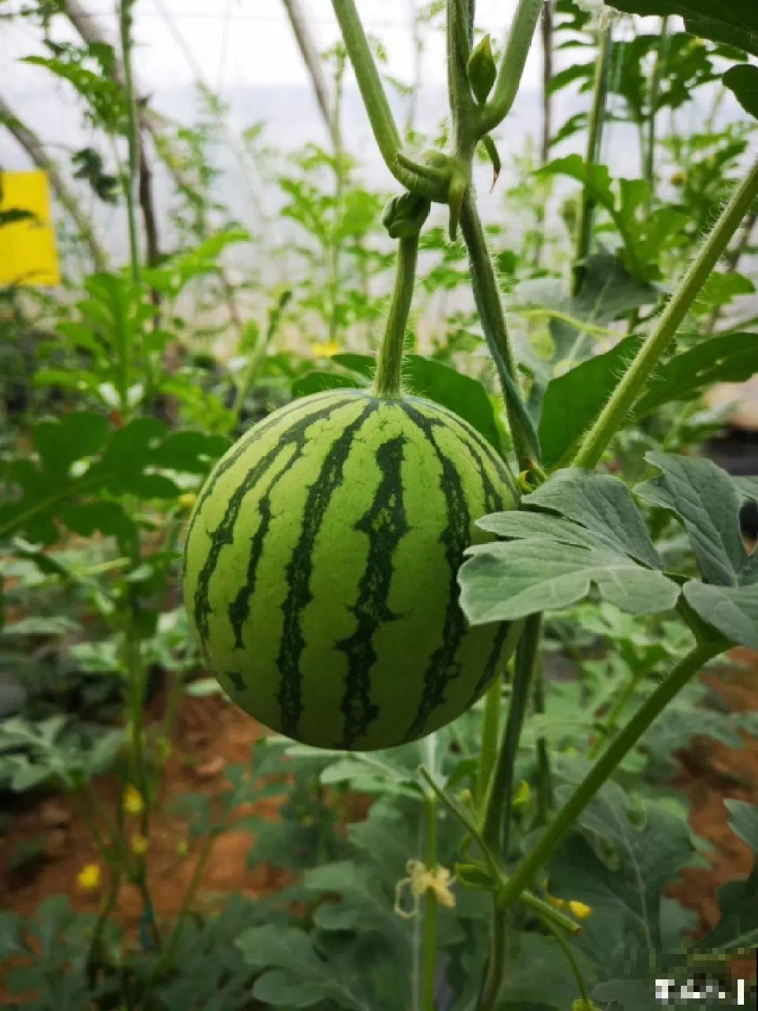 15万块钱的一个蜜瓜，到底有多好吃？