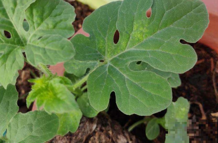 种不出瓜果怎么办？注意催芽过程的3个方面，不怕种子不发芽