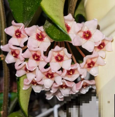 在家养棵爬藤花,开花多,还耐阴,适合新手 在家养棵爬藤花,开花多,还耐阴,适合新手