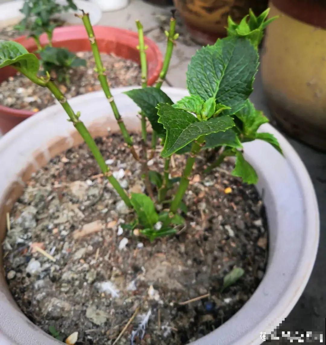 家里光照不足，就养这2种精灵花，耐阴花期长，皮实好养