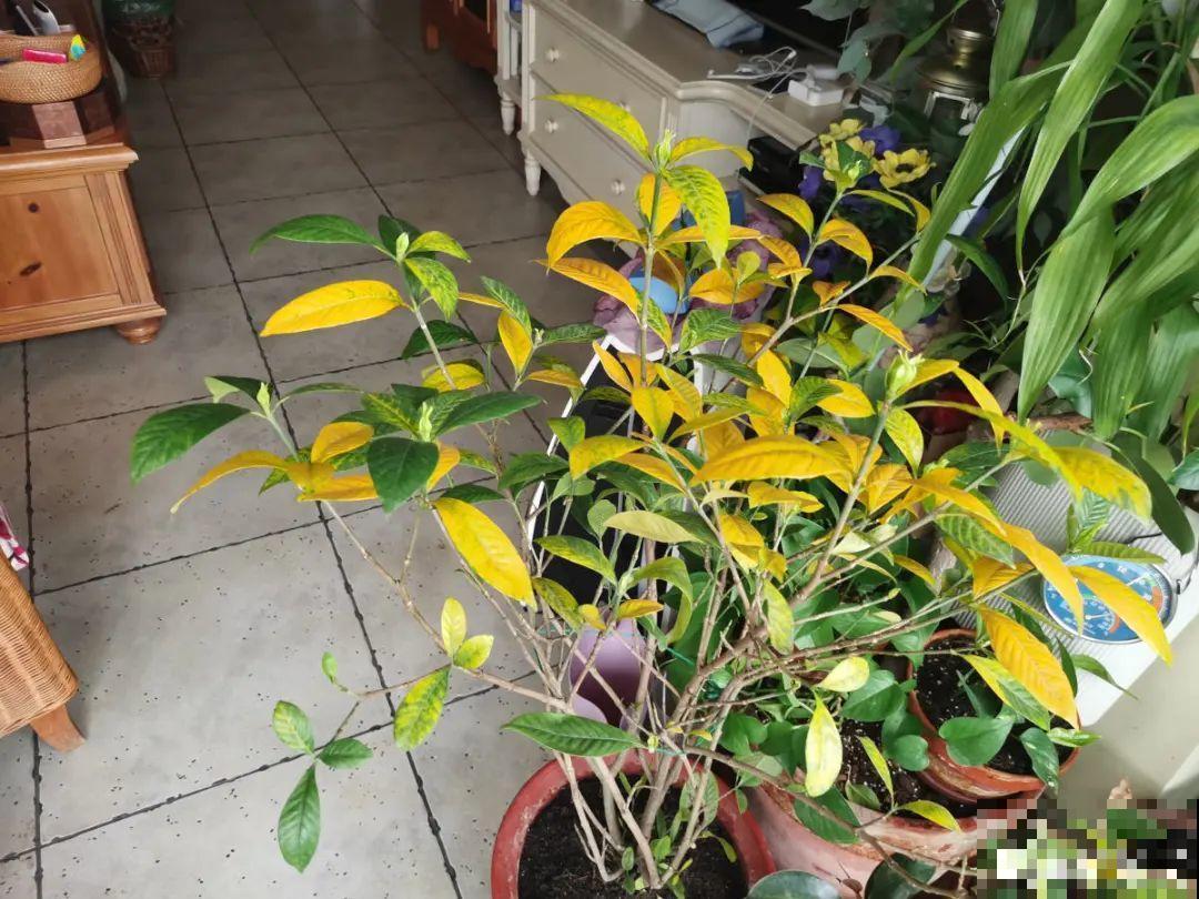 花成了光杆司令，剪一刀撒点药，很快冒新芽