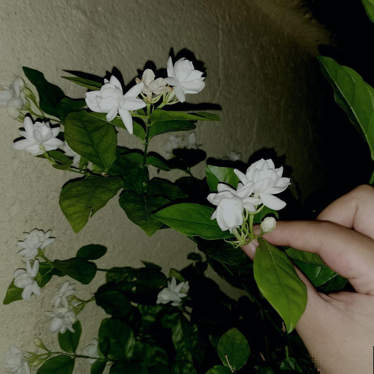 茉莉黄叶落叶怎么办？教你轻松养茉莉，重新繁茂