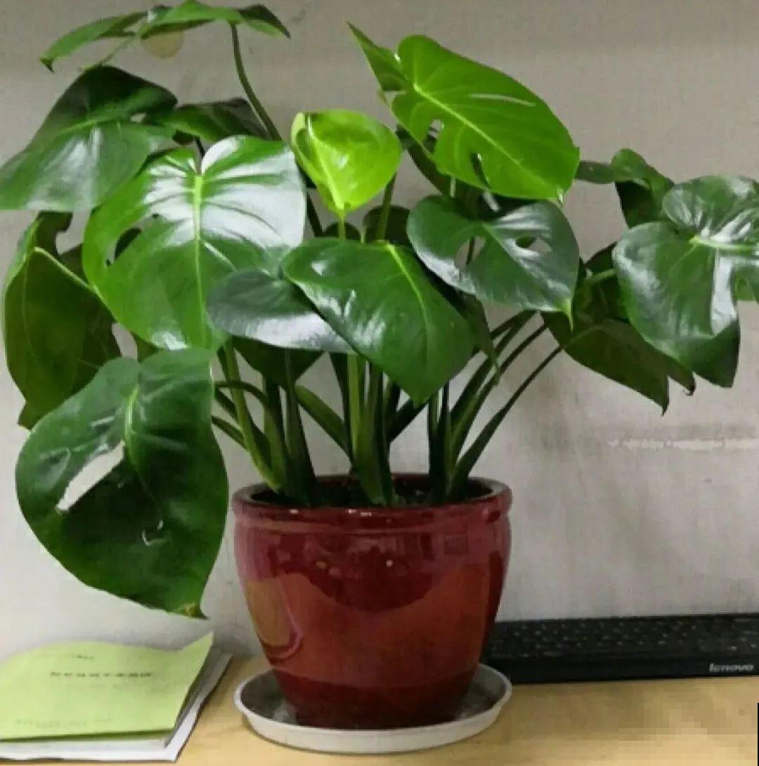 大叶子耐阴花，室内一定养，叶子比脸大，真凉快