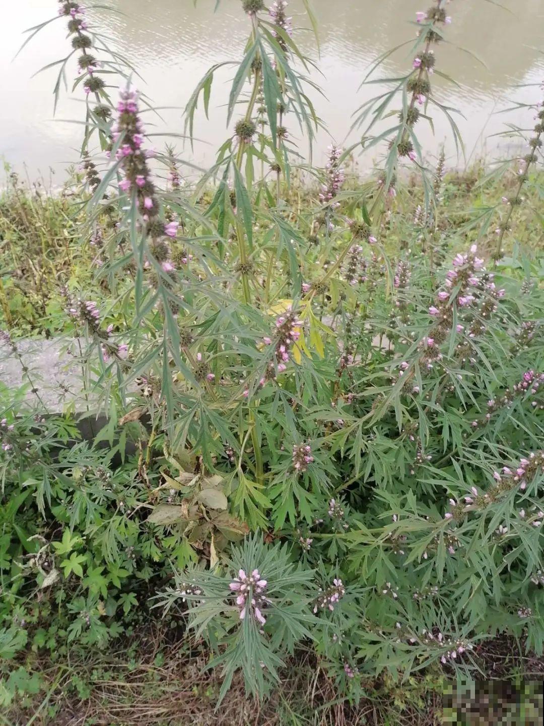 路边不起眼的草,种院子里用处大,还能清热降暑气 路边不起眼的草,种院子里用处大,还能清热降暑气
