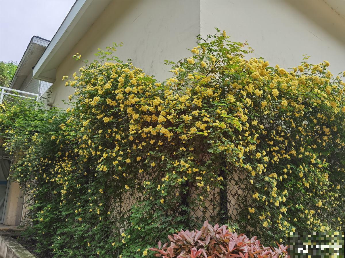 农村常见的3种花，栽种起来得谨慎，生长速度堪比生物入侵