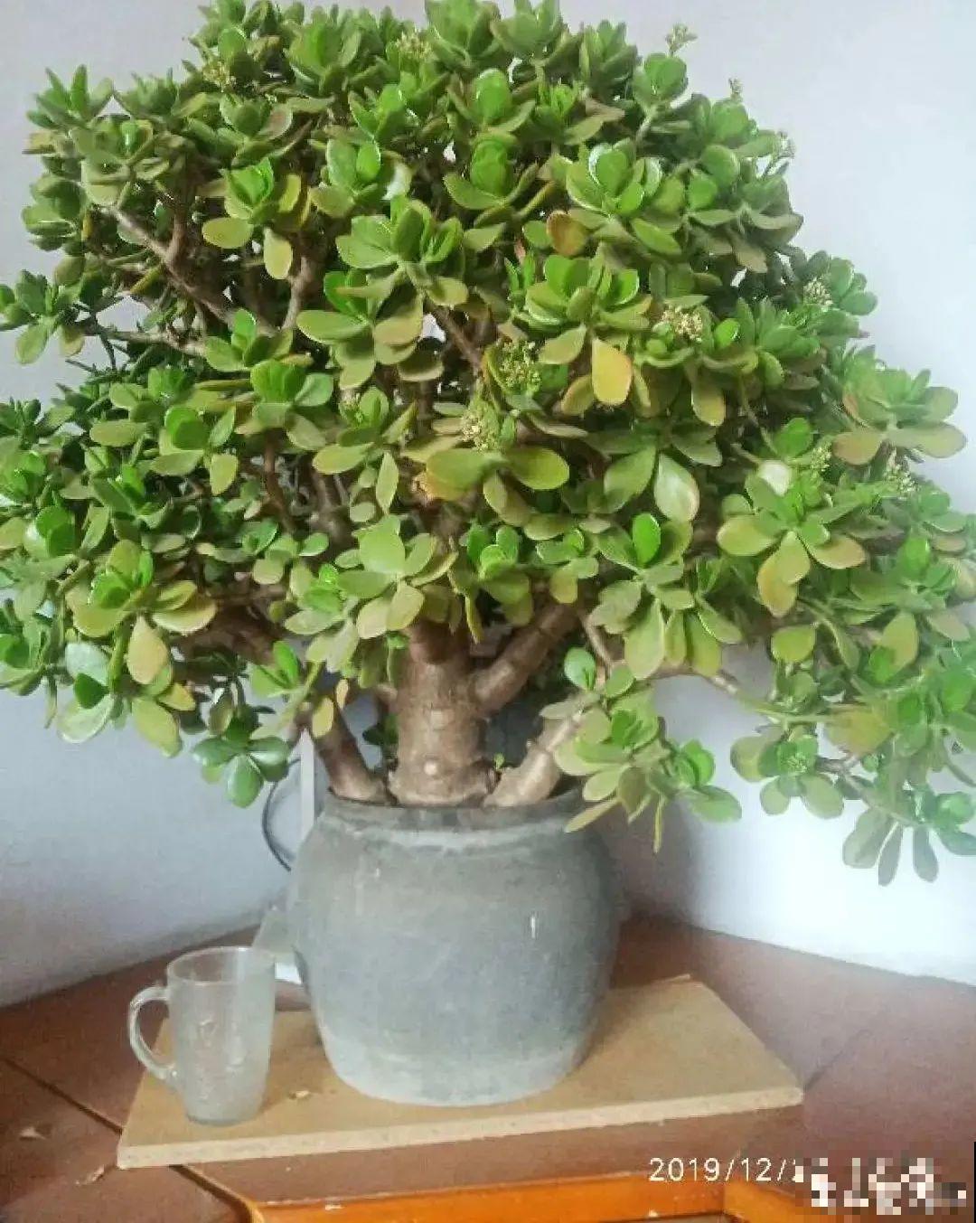 虎皮兰浅盆养，小芽嗖嗖冒，满盆都是新芽