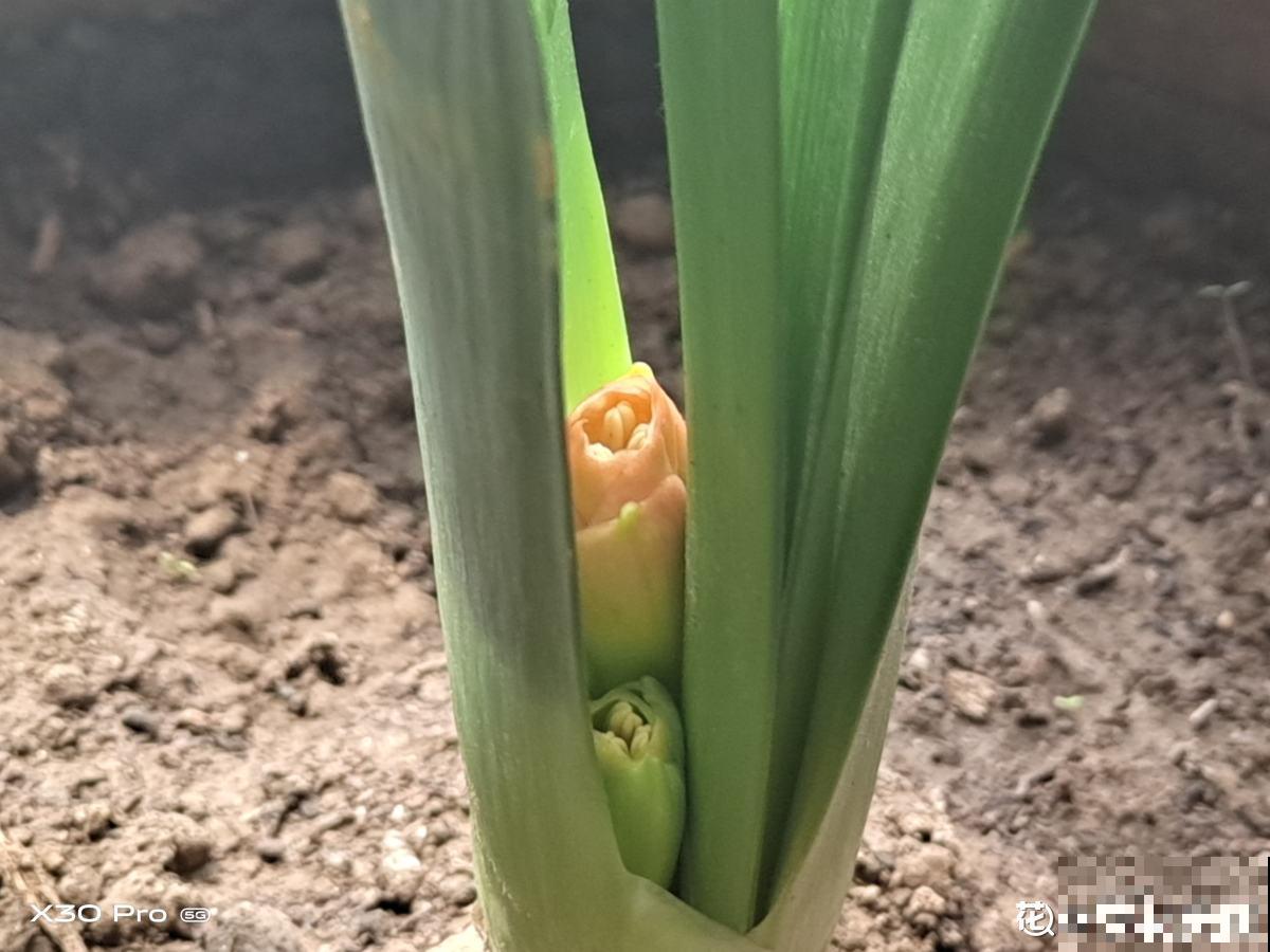 4种花现在正“饿”，多给它补点大补肥，才能长得壮