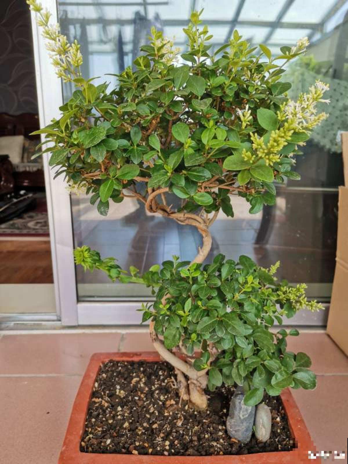 资深花友,还有什么是你没种过的?少见家养植物大曝光 资深花友,还有什么是你没种过的?少见家养植物大曝光