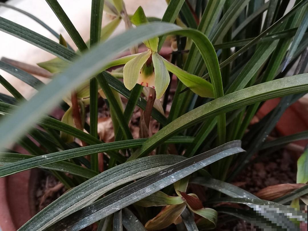 养花“黑名单”实在太难养，心累