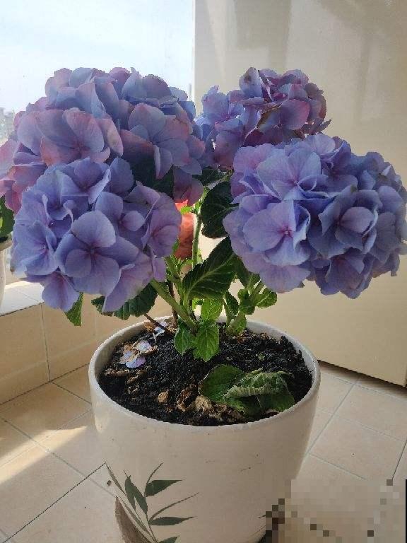 夏天超过30℃，再不给花降温，全都热死了