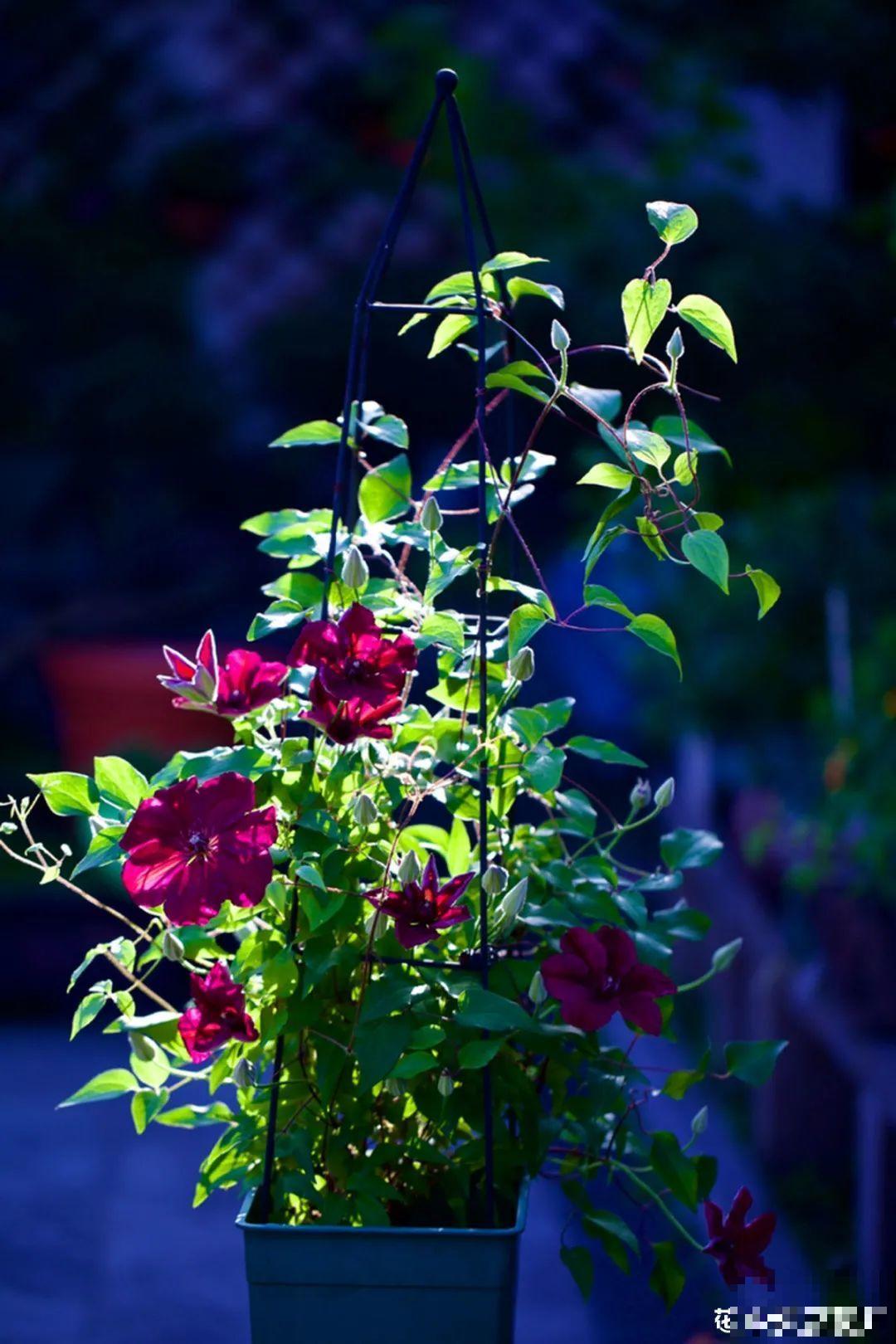 有个小院种种花，听风看雨，满眼花木
