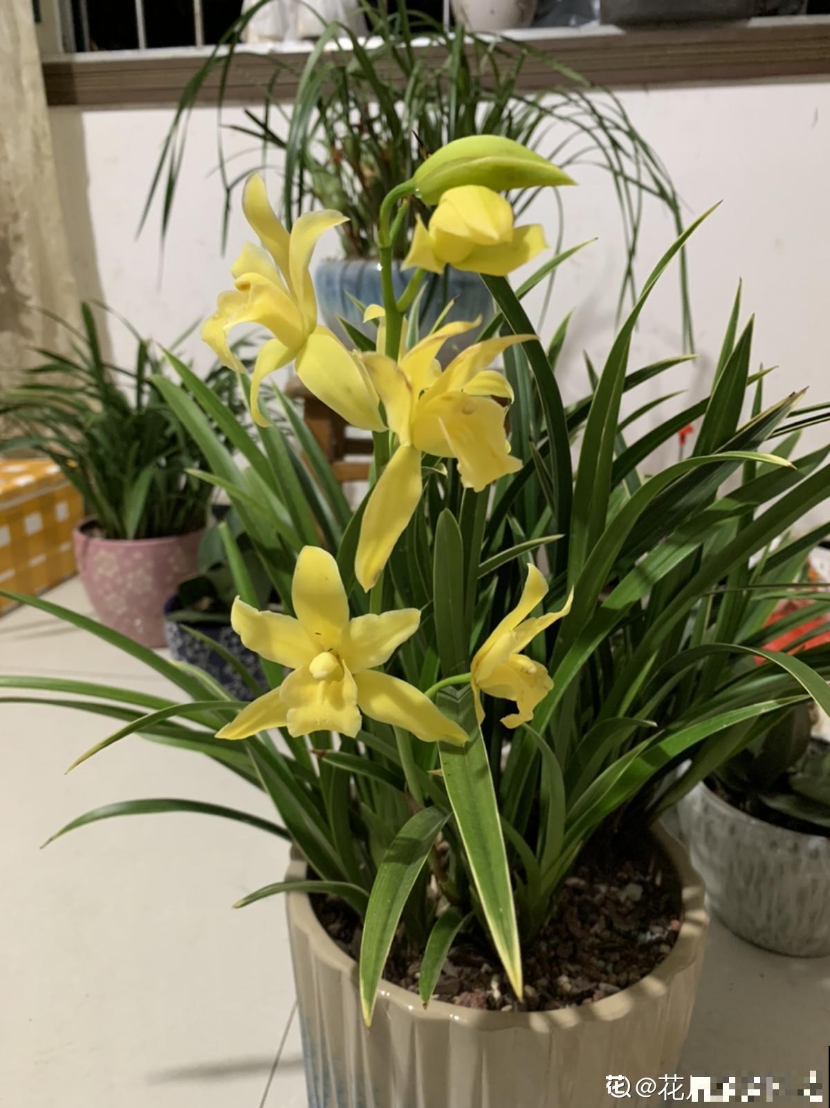 3种花真是“毛病多”，难养难伺候，能养好的都是大神