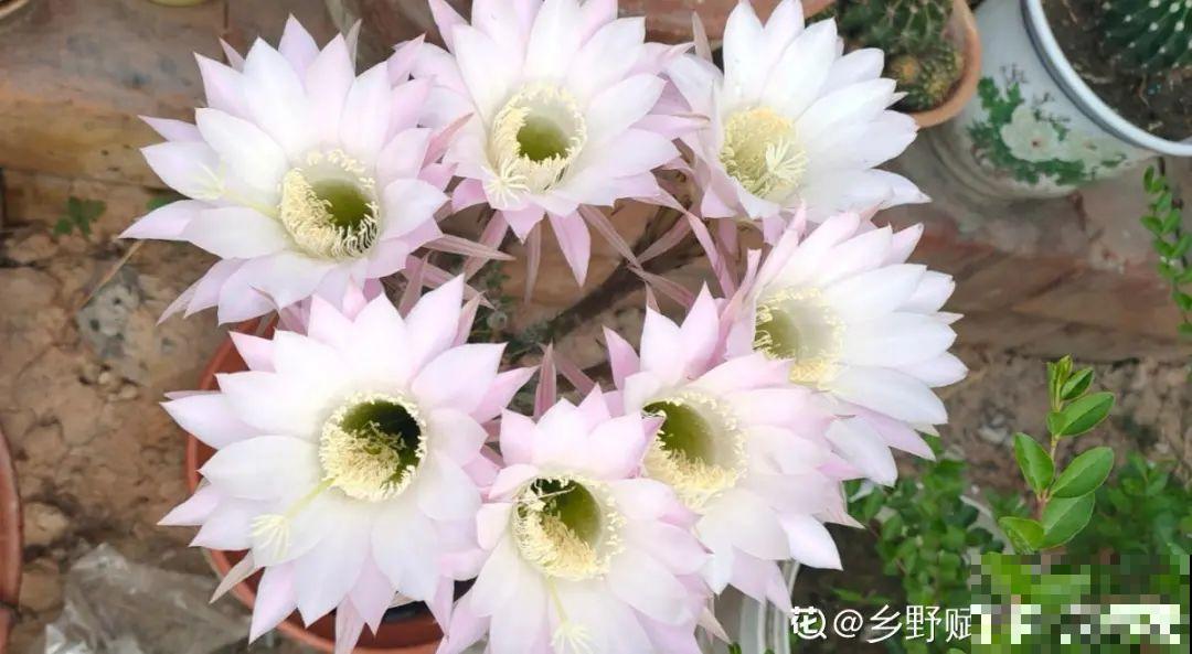 鲜艳多彩的彩草仙人球,开花特惊艳,像荷花一样美 鲜艳多彩的彩草仙人球,开花特惊艳,像荷花一样美