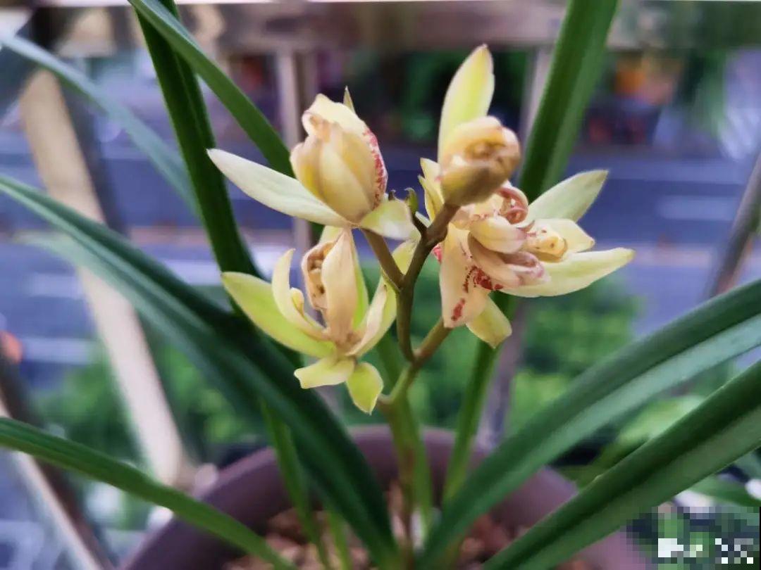 活的“香水花”,夏天一直开,满院子都是花香 活的“香水花”,夏天一直开,满院子都是花香