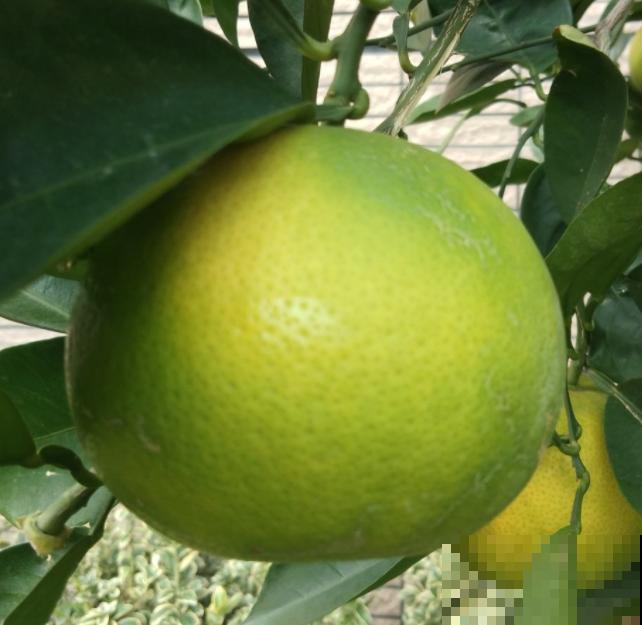 天然安全的驱蚊方法，驱蚊效果好，使用方便