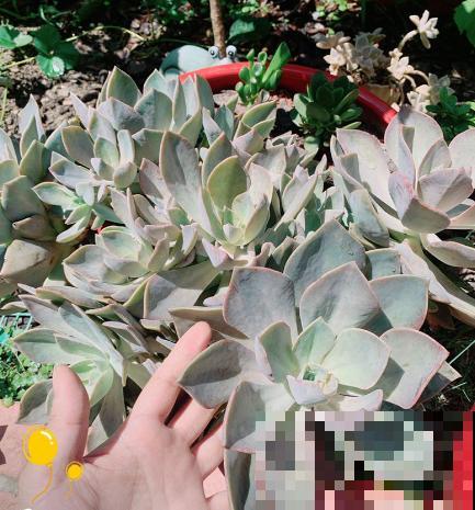 多肉“摊大饼”，解决这3点，叶片挺拔还肥大