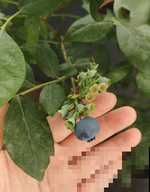 告别超市蓝莓，种一棵盆栽蓝莓，在家也能免费吃