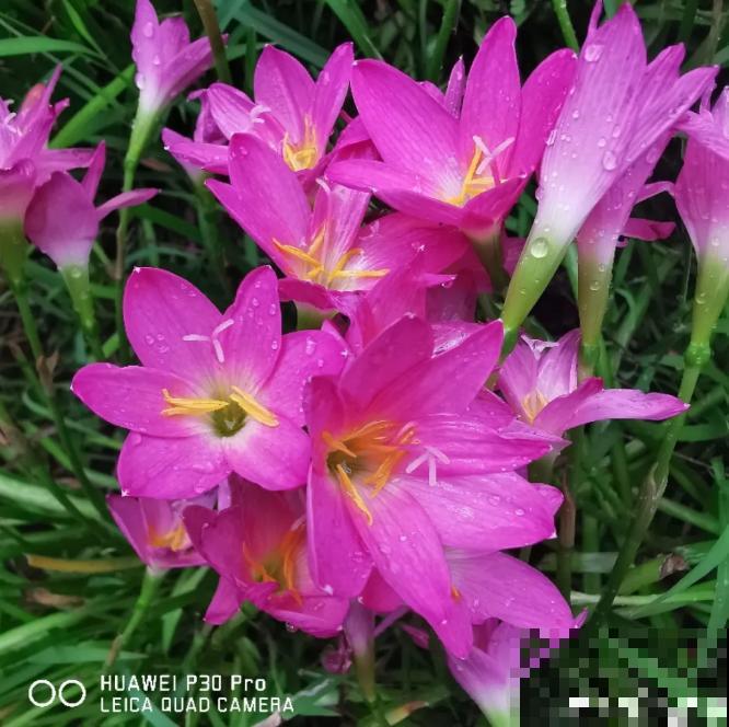 超便宜的蓝雪花，开出清凉蓝色花，夏天看着超凉快