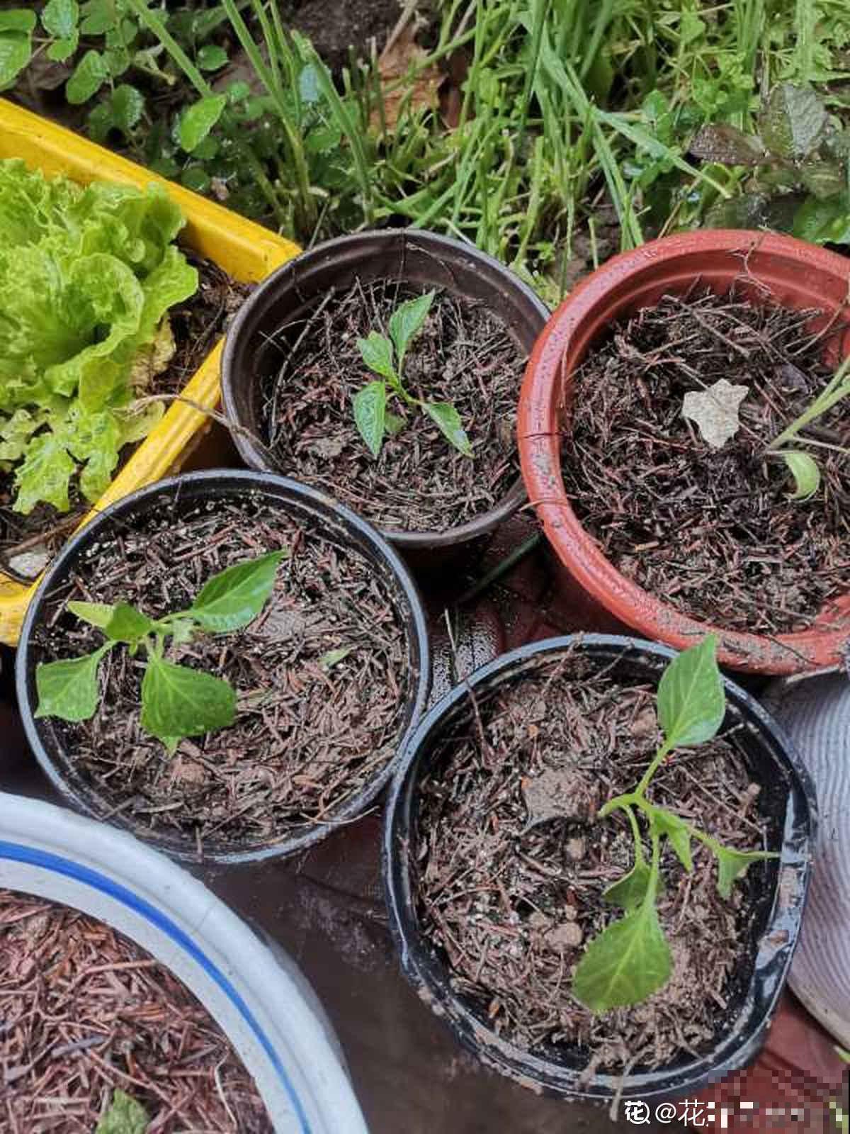 邻居种的茄子，两只手才能抓过来，到底咋种地？