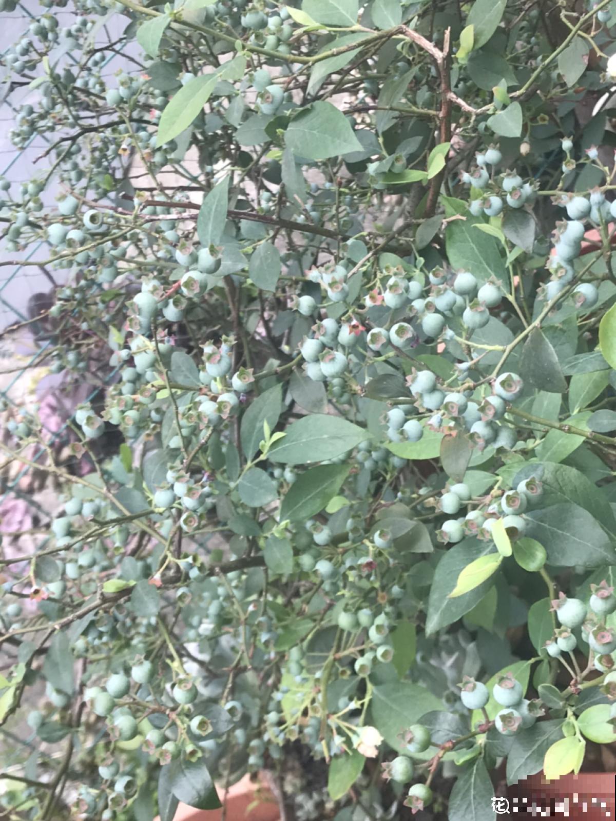 告别超市蓝莓，种一棵盆栽蓝莓，在家也能免费吃