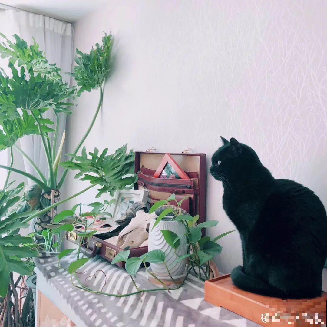 15种花，养在家里有气质，好养又健康