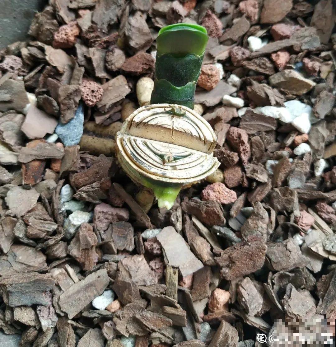 6种花夏天难养，贴土面砍一刀，新芽呼呼冒