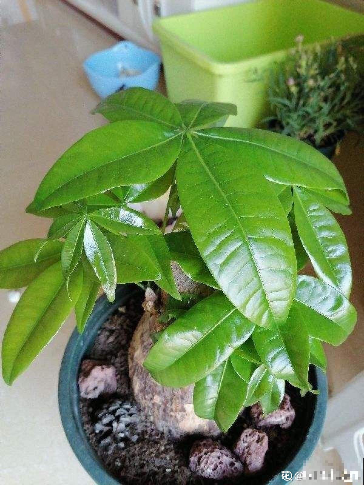 秋天给花换盆,要注意3要点,植物越长越壮 秋天给花换盆,要注意3要点,植物越长越壮