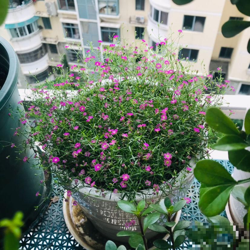 花束搭配必备！这5种花，做不了主花，没有它们却也不行