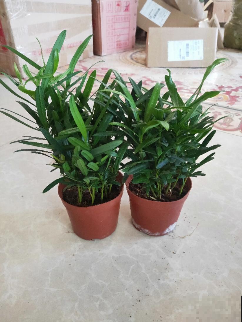 家家都有的罗汉松，这8点养殖条件，你做到了多少？