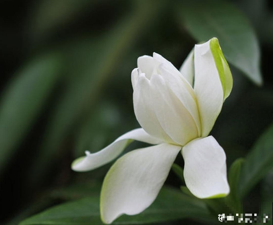 4种花别乱养,天天招虫子,越养越生气 4种花别乱养,天天招虫子,越养越生气