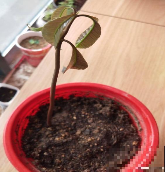 不用买种子，吃完就能种，还你一棵芒果树