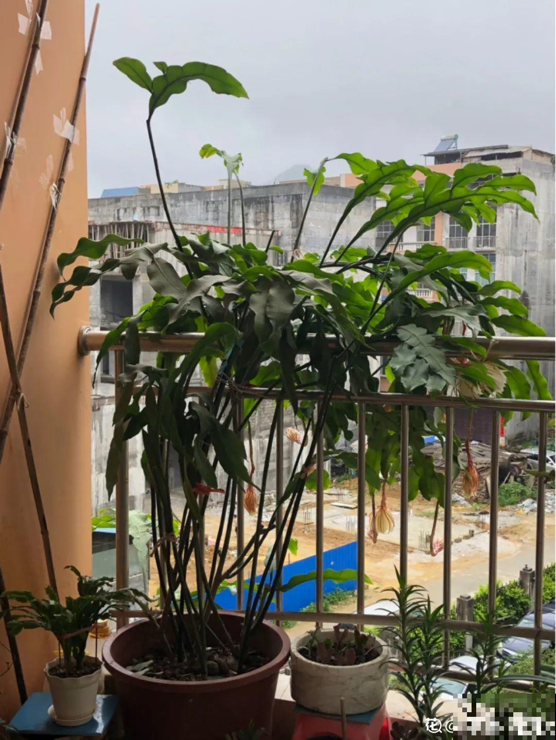 专挑晚上开的花,爱吃肥肉喝废油,开花艳压群芳 专挑晚上开的花,爱吃肥肉喝废油,开花艳压群芳